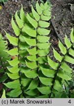 Polystichum falcatum var. fortunei (paprotnik sierpowaty odm. Fortune'a)