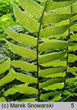 Polystichum falcatum var. fortunei (paprotnik sierpowaty odm. Fortune'a)