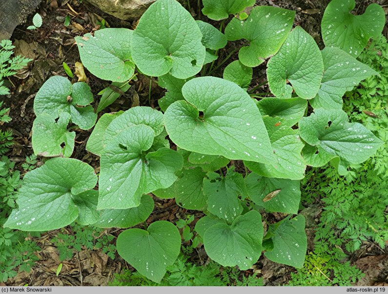 Brunnera macrophylla Langtrees