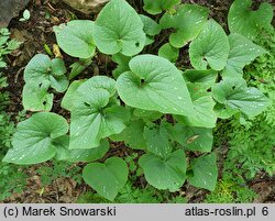 Brunnera macrophylla Langtrees