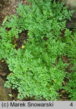 Aruncus aethusifolius (parzydło blekotolistne)