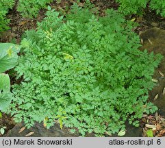 Aruncus aethusifolius (parzydło blekotolistne)