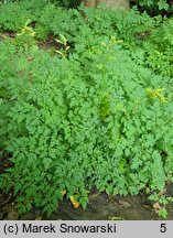 Aruncus aethusifolius (parzydło blekotolistne)