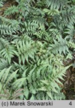 Athyrium niponicum (wietlica japońska)