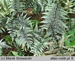 Athyrium niponicum (wietlica japońska)