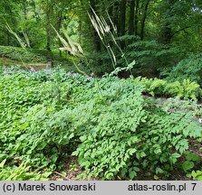 Actaea cordifolia (pluskwica groniasta)