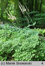 Actaea cordifolia (pluskwica sercolistna)