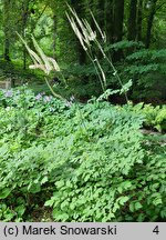 Actaea cordifolia (pluskwica groniasta)