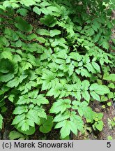 Actaea cordifolia (pluskwica groniasta)