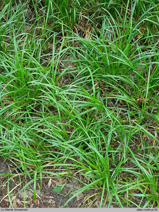 Liriope graminifolia (liriope trawolistna)