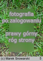 Liriope graminifolia (liriope trawolistna)