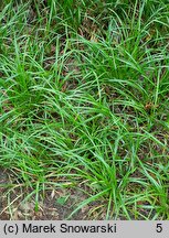 Liriope graminifolia (liriope trawolistna)