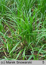 Liriope graminifolia (liriope trawolistna)