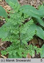 Cystopteris alpina (paprotnica królewska)