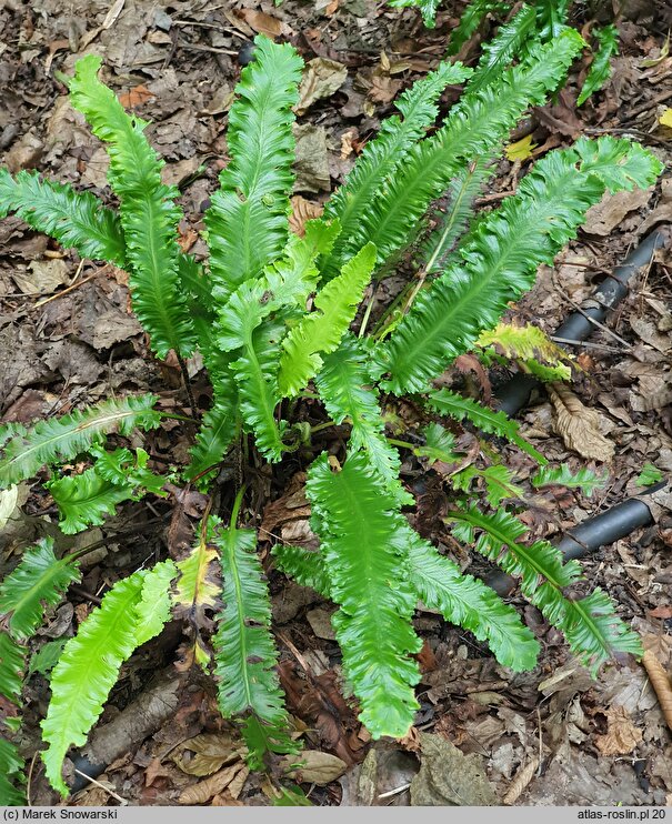 Asplenium scolopendrium Angustata