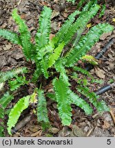 Asplenium scolopendrium Angustata