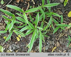 Carex siderosticta Variegata