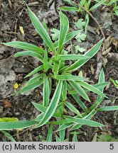 Carex siderosticta Variegata