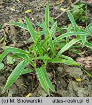 Carex siderosticta Variegata