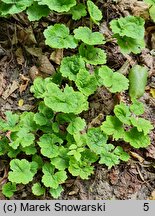 Tiarella cordifolia (tiarella sercolistna)