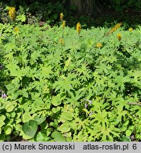 Ligularia przewalskii (języczka Przewalskiego)