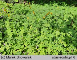 Ligularia przewalskii (języczka Przewalskiego)