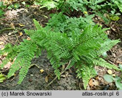 Polystichum setiferum Cristatum