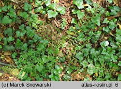 Dryopteris filix-mas Linearis Polidactyla