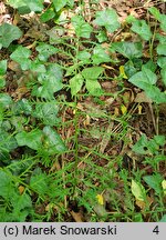 Dryopteris filix-mas Linearis Polidactyla