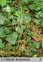 Dryopteris filix-mas Linearis Polidactyla