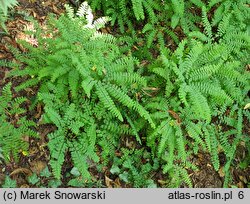 Adiantum pedatum (niekropień stopowaty)