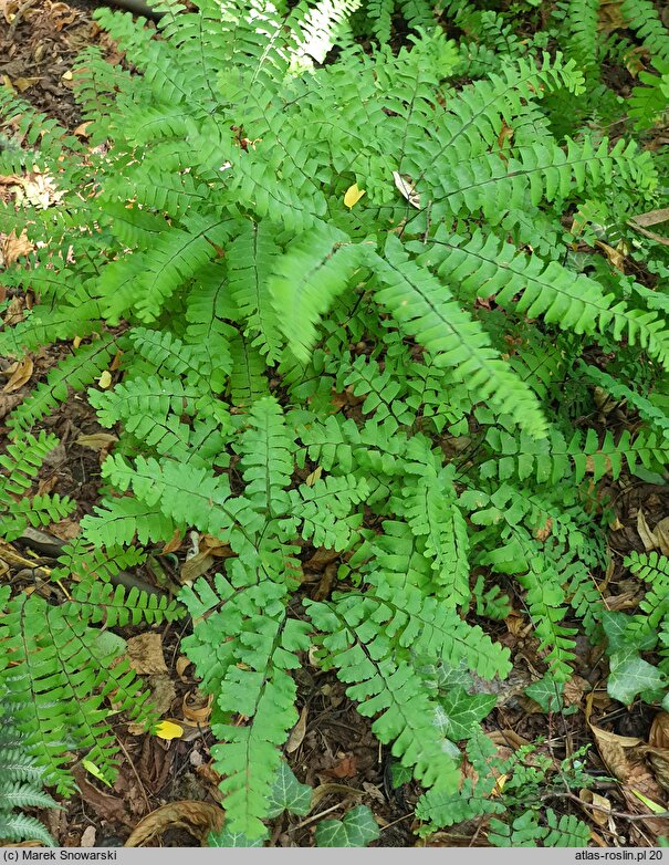 Adiantum pedatum (niekropień stopowaty)