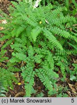 Adiantum pedatum (niekropień stopowaty)