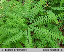 Adiantum pedatum (niekropień stopowaty)