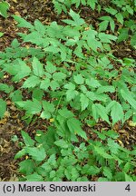 Actaea racemosa (pluskwica groniasta)