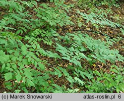 Actaea racemosa (pluskwica groniasta)