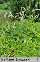 Actaea dahurica (pluskwica dahurska)