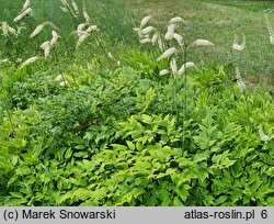 Actaea dahurica (pluskwica dahurska)