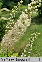 Actaea dahurica (pluskwica dahurska)