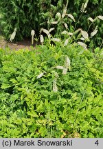 Actaea dahurica (pluskwica dahurska)