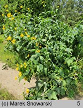 Silphium perfoliatum (różnik przerosłolistny)