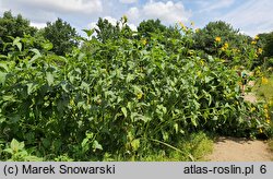 Silphium perfoliatum (różnik przerosłolistny)