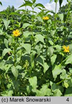 Silphium perfoliatum (różnik przerosłolistny)