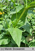 Silphium perfoliatum (różnik przerosłolistny)