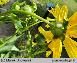 Silphium perfoliatum (różnik przerosłolistny)