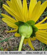 Silphium perfoliatum (różnik przerosłolistny)