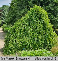 Schisandra chinensis (cytryniec chiński)