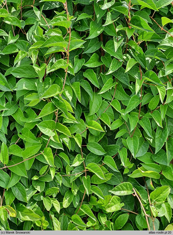 Schisandra chinensis (cytryniec chiński)