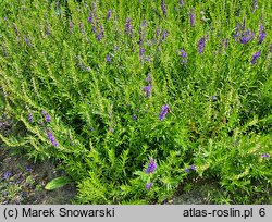 Scutellaria baicalensis (tarczyca bajkalska)