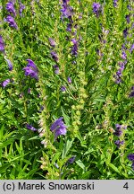 Scutellaria baicalensis (tarczyca bajkalska)